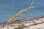 Seaoats